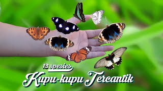 Download Lagu 13 Spesies Kupu-kupu Cantik paling Mudah Ditemukan MP3
