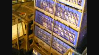 Use Poultry Tech Strok Line 6d8d Arrival