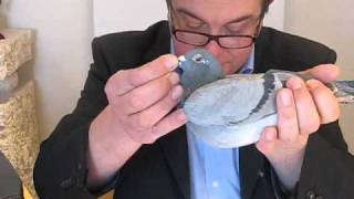 B10.4101440.VANDENHEEDE.wmv
