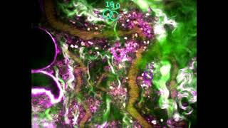 Optical Imaging Group - Professor Sixian You