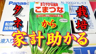 こまつなプランター栽培 タネから育てる 2021 冬