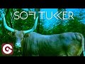 SOFI TUKKER - Matadora