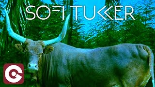 Video-Miniaturansicht von „SOFI TUKKER - Matadora“