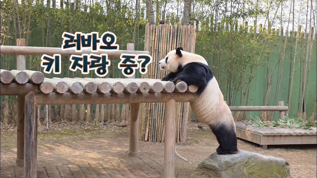 2026.03.09. 러바오의 하루