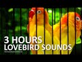 Lovebird chirping sounds 3 hours  a pair of lutino