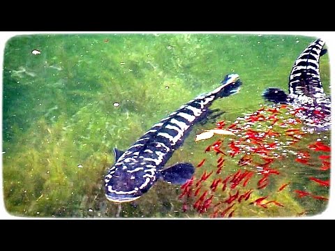 Beautiful Giant Snakehead fish with fry(Toman)