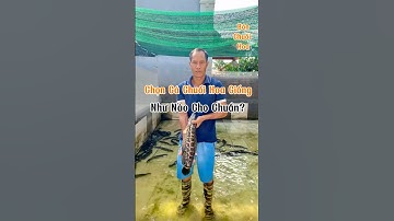 Nuôi cá chuối hoa: Chọn cá giống như nào cho chuẩn, khỏe mạnh, lớn đều? #xuhuongyoutube #fishing
