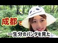 【四川成都】パンダ繁殖研究基地/パンダってこんなに活発!?