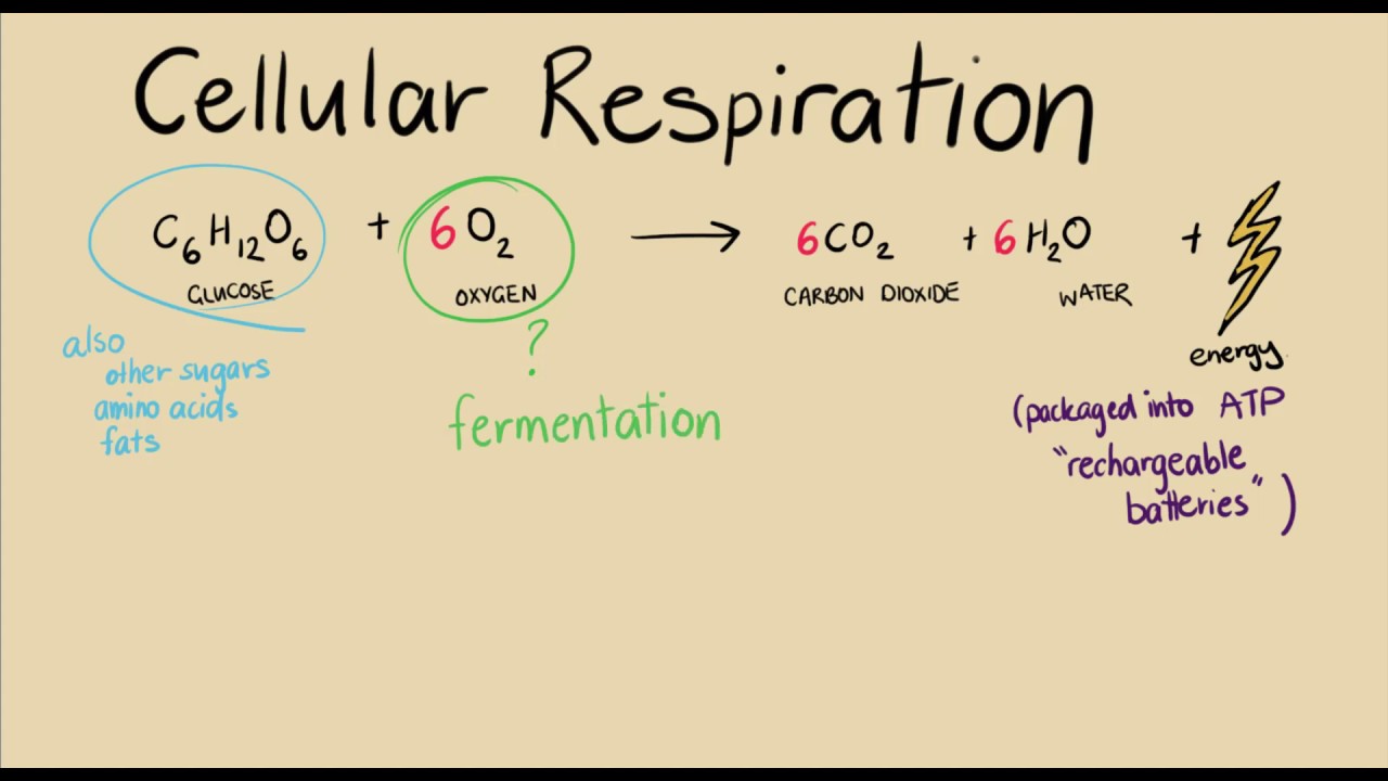 One more thing on cell respiration | Energy for cells | meriSTEM