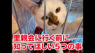 【譲渡会】里親会に行くときに知っておいてほしいつの事【保護猫】【保護犬】