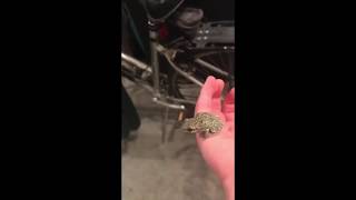 Celebrity Amazing Color Changing Grey Tree Frog!!! Wealth