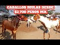 #Caballos #mulas #burros baratillo San Antonino Castillo Velasco Oaxaca horses donkey 1/4 de milla.