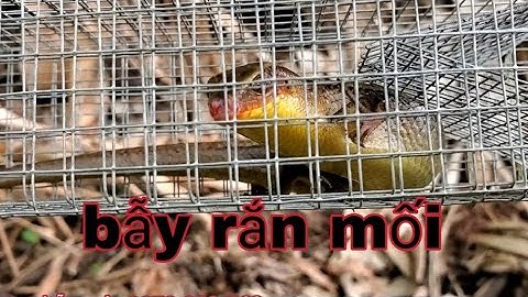 Tôi đặt rắn mối kiểu này rất hiệu quả