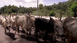 Huge Herd Of Cattle Moving Through Road