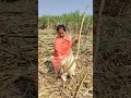 ४६ कांड्यांचा जबरदस्त आडसाली ऊस #shorts #kisan #ऊसशेती