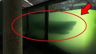 Tesadüfen Terkedilmiş Bir Hayvanat Bahçesinde 500 cm Uzunluğunda Bir Köpekbalığı Keşfedildi