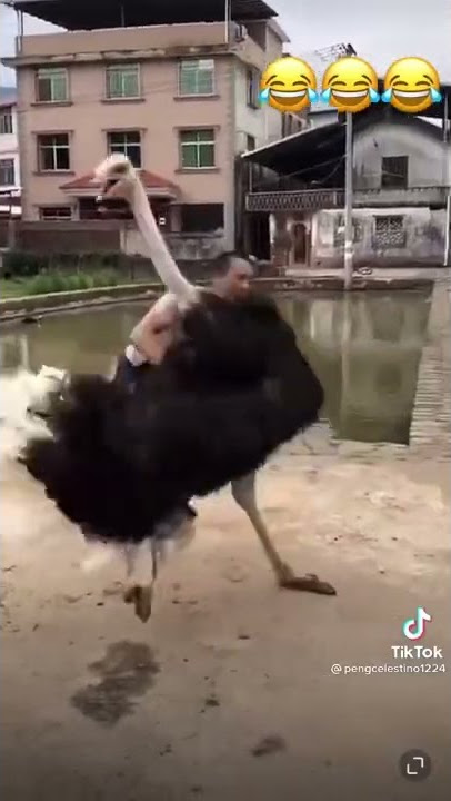Dikejar burung unta #shortviral #videongakak #videolucungakak