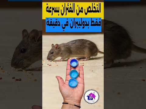 التخلص من الفئران بسرعة
