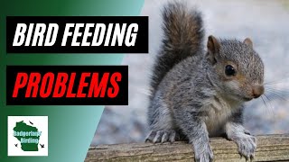 5 Challenges You're GUARANTEED to Face While Feeding Wild Birds