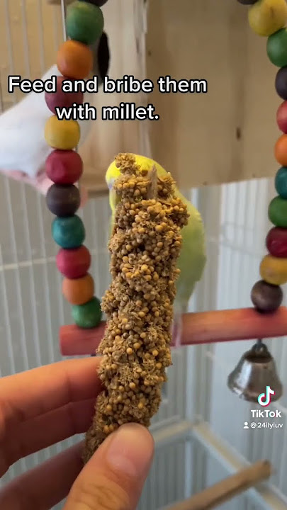 Taming budgies #birds #budgie #parakeet #parrot #shorts #birds #budgies #parrots #tamedbirds