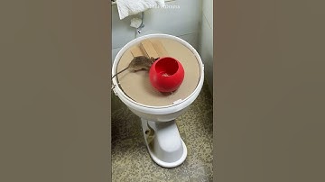 Shocking! Mouse can’t resist cheese—trap wins again? #cat #catandmouse #trending