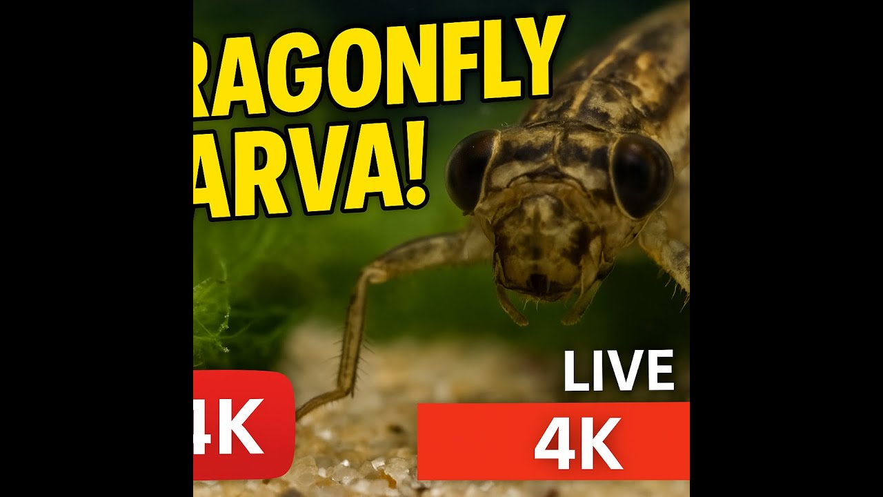 4K Macro: Dragonfly Larva Up Close | Live Pond Predator in Action