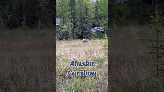 Hello Caribou! #alaska #wildlife #caribou #viral #alaskawildlife #hellosummer