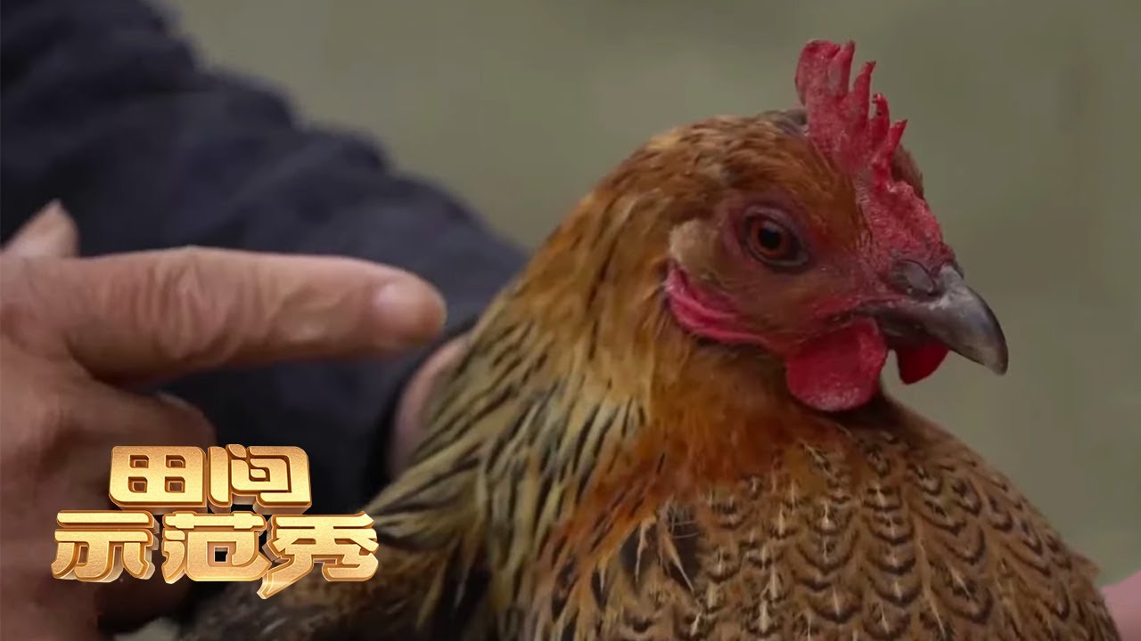 花尽心思“富养”鸡却产蛋少？可能是鸡舍选址有问题！丨「田间示范秀」20210611