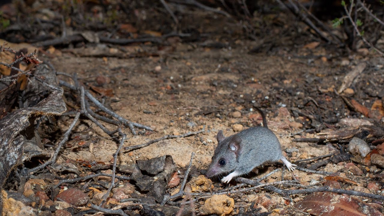 Western River Refuge launched to protect the Kangaroo Island wildlife