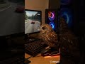 Owl Gamer Racing Cars 🦉🏎️ #Shorts #RacingGame #GamingSetup