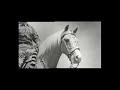 Mister ed  monsieur ed le cheval qui murmurait  loreille des hommes 1 re partie