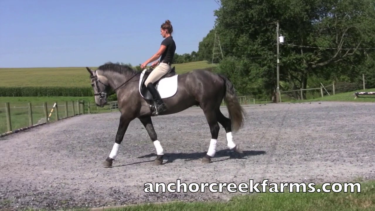 Smoke 7 24 29 For Sale/Brittanni Murry and Anchor Creek Farms YouTube