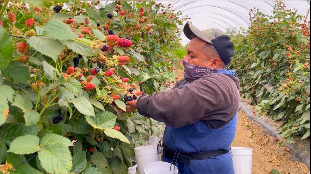 Pisca de moras negra por contrato