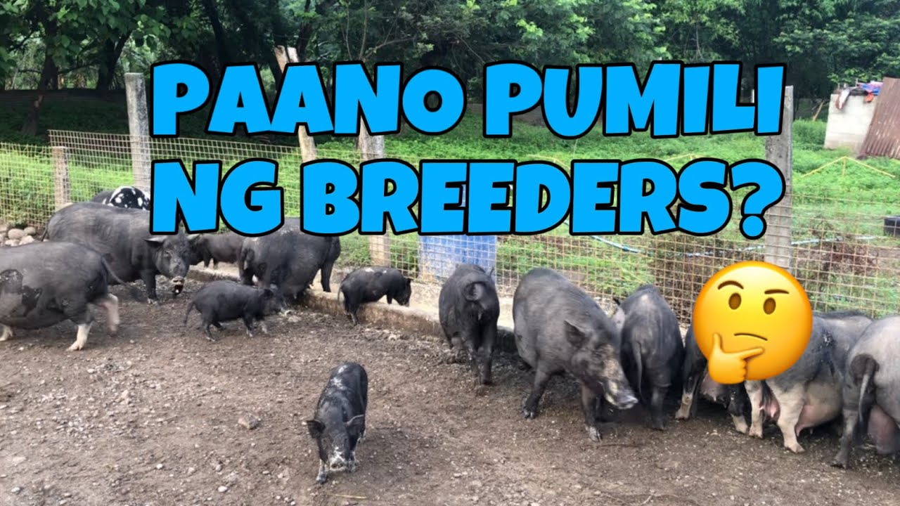 Paano nga ba pumili ng magandang breeder para sa mga alagang baboy?