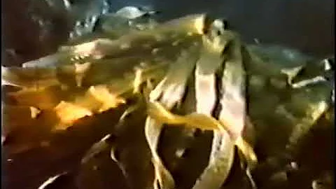 Водоросли (урок1). Учебный фильм.