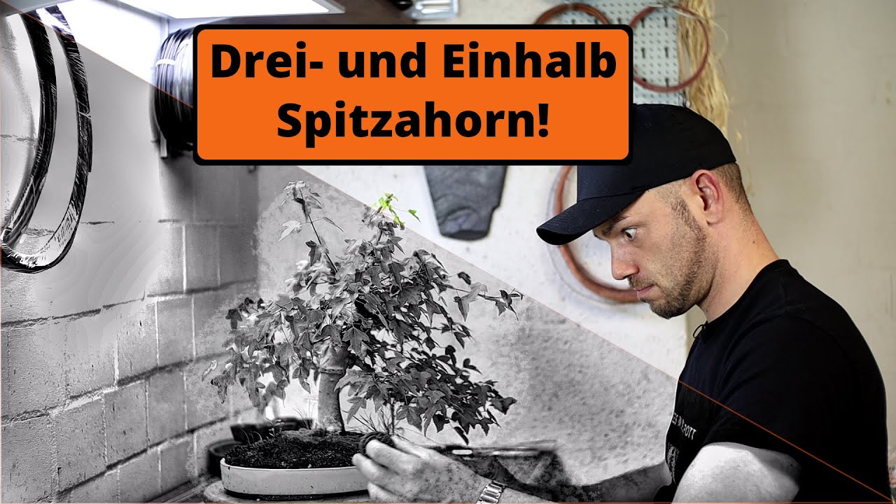 Drei- und Einhalbspitzahorn - Acer Buergerianum [Umtopfen] | #BonsaiVLog 167