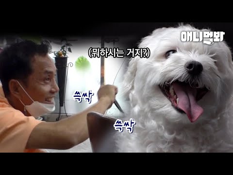 차만 타면 견성 <strong>문제</strong> 생기는 강아지들을 위해 직접 와이퍼가 된 찬종쌤ㅋㅋ ㅣFor <strong>Those</strong> Whose Dogs Turn To Annoying Dogs In The Car!