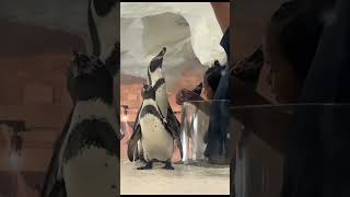 Penguin feeding at Cebu ocean Park #philippines #travel #zoo #penguin