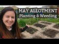 May Allotment | Weeding & Planting Out...