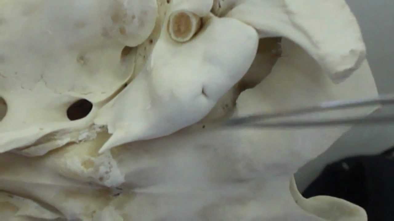 Ossos do Crânio - Ruminantes - YouTube