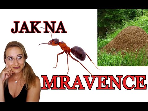 Video: Boj s mravenci a hubení klíšťat