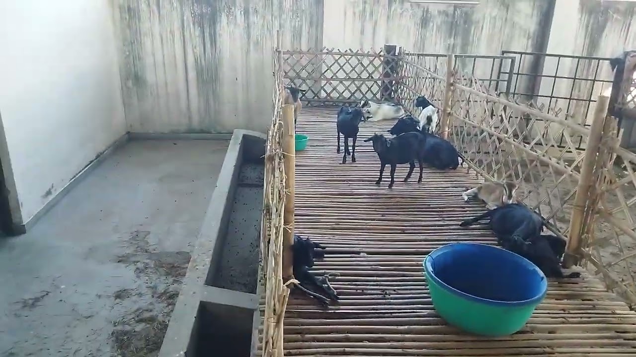 बकरी का घर बहुत ही सुंदर हैं और income janye