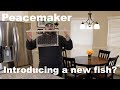 Peacemaker  are you introducing a new fish
