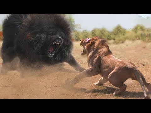 Singa Ketakutan Jika Bertemu dengan Anjing Raksasa Ini! Inilah 7 Hewan yang Bisa Mengalahkan Singa