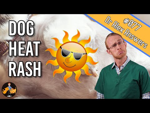 dog heat rash treatment