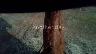 Tennessee Walking Horse -Freedom