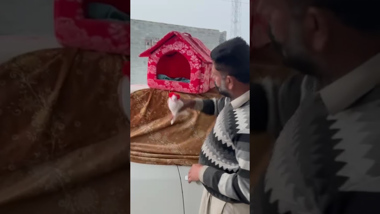 ਦੇਖੋ ਕਿੰਨੇ ਸ਼ੌਕ ਨਾਲ ਰੱਖਿਆ ਕਬੂਤਰ #virlshort #trendingshorts #vilogpigeon #like #sidhurecords