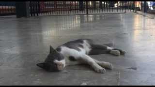 Nazım Hikmet Ran-Memleketimden İnsan Manzaraları