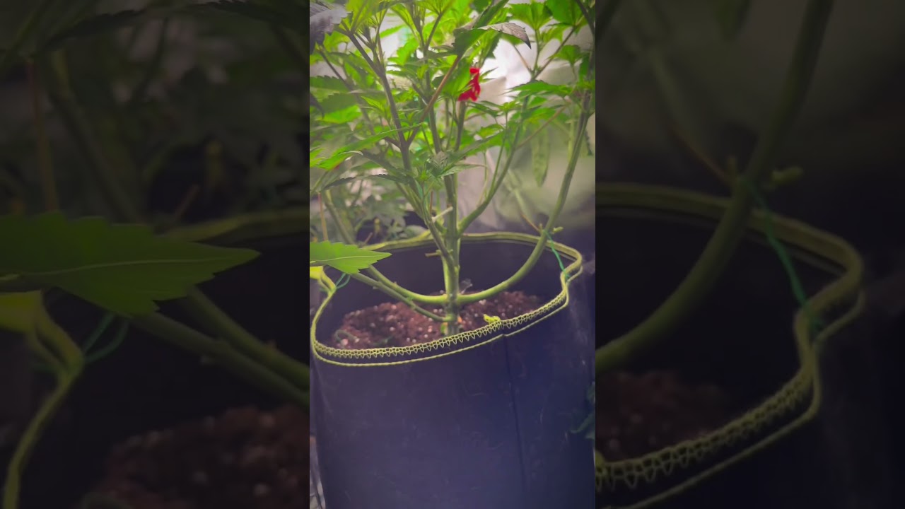 Day 2 after switching to 12/12 – Let the flower begin! 🌙🌼