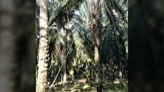 Download Lagu Nasip perantau MP3